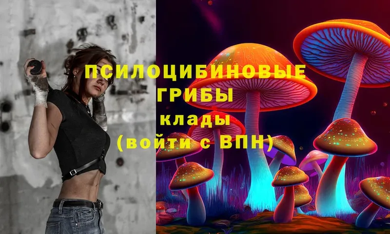 Псилоцибиновые грибы Cubensis  закладки  Богородицк 